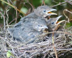 Amsel-8-Tag-Abend-3.jpg